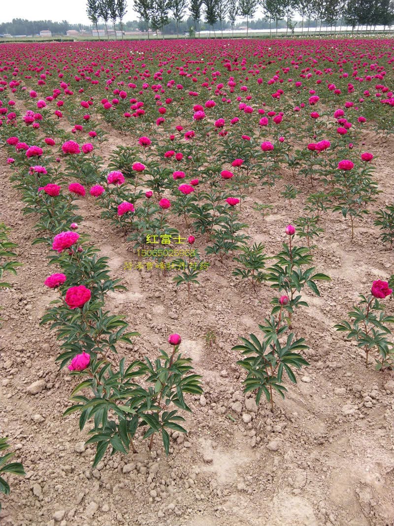 Cây mẫu đơn Trung Quốc