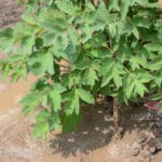 Cây mẫu đơn thân gỗ peonytrồng tại Việt Nam