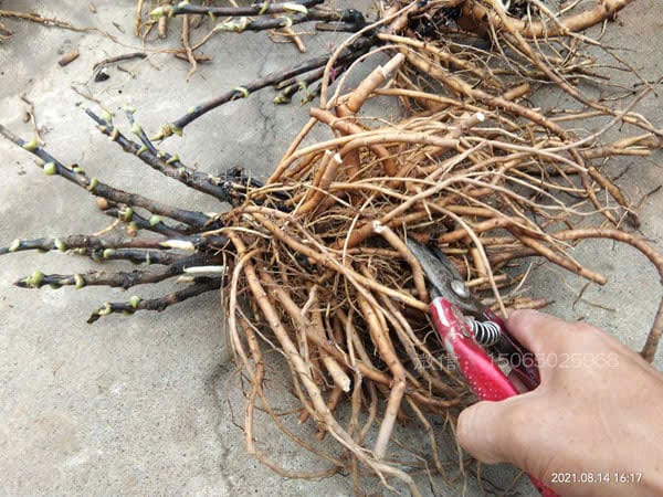 Cây mẫu đơn thân gỗ