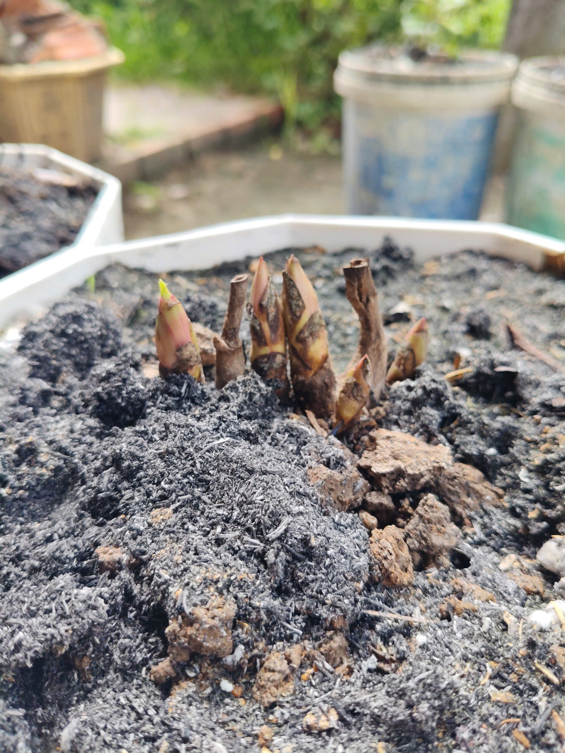 Cây mẫu đơn thân thảo