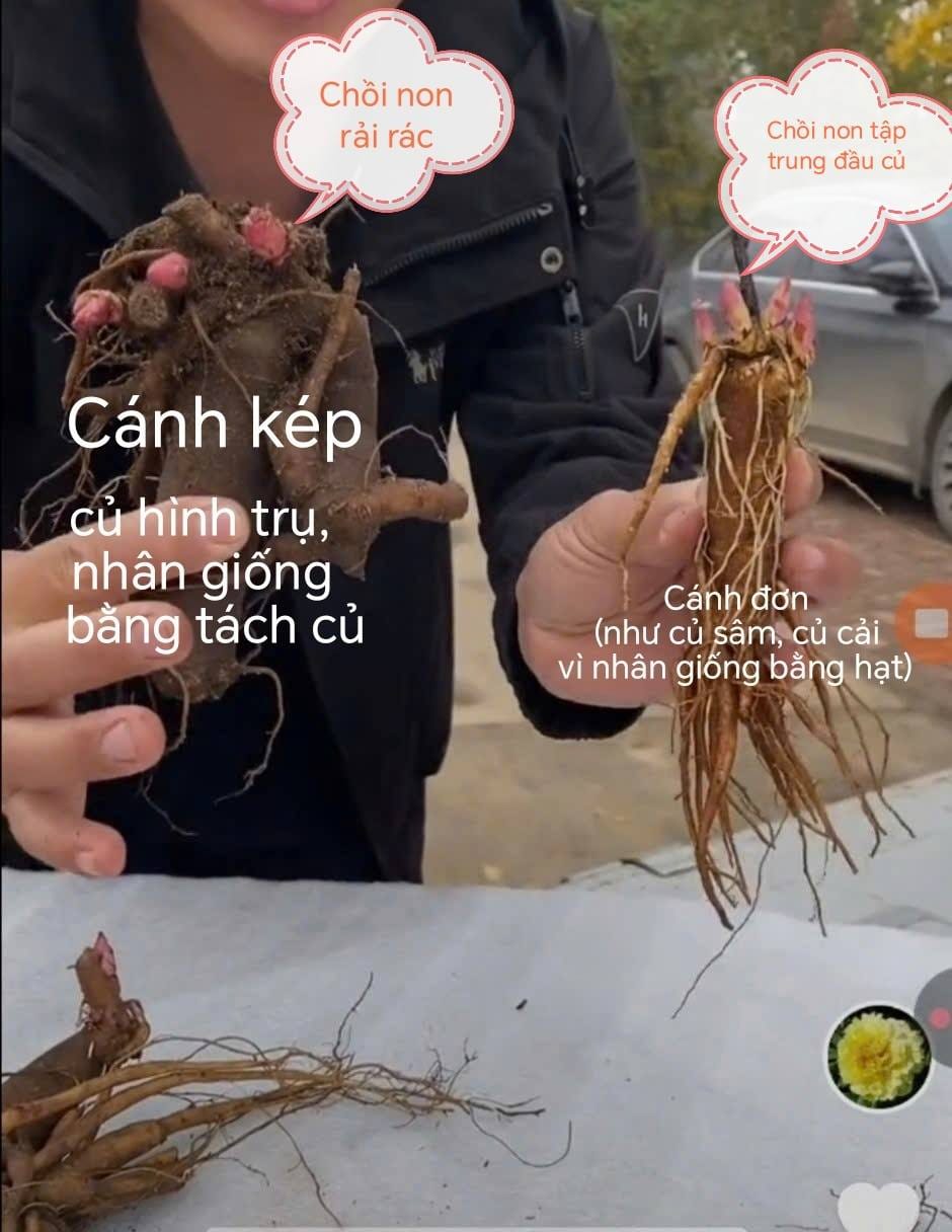 Mẫu đơn cánh đơn và mẫu đơn cánh kép