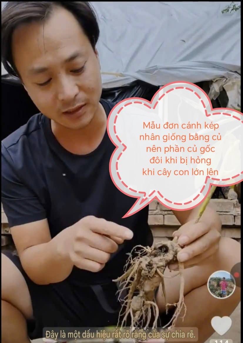 Mẫu đơn thật và mẫu đơn giả