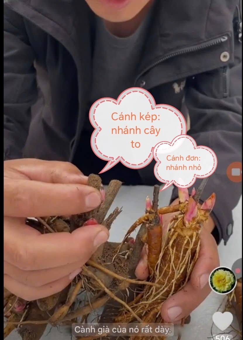 Mẫu đơn cánh đơn và mẫu đơn cánh kép