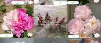 Mẫu đơn thân thảo (Herbaceous peony) cây giống mẫu đơn Trung Quốc