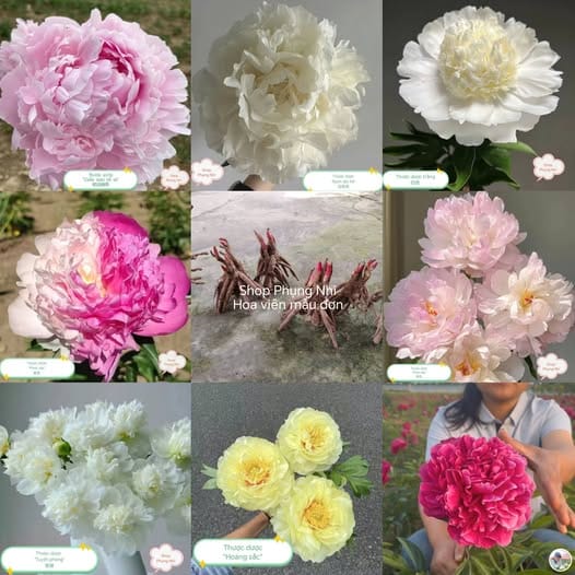 Mẫu đơn thân thảo (củ thược dược TQ)