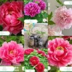 Mẫu đơn thân gỗ