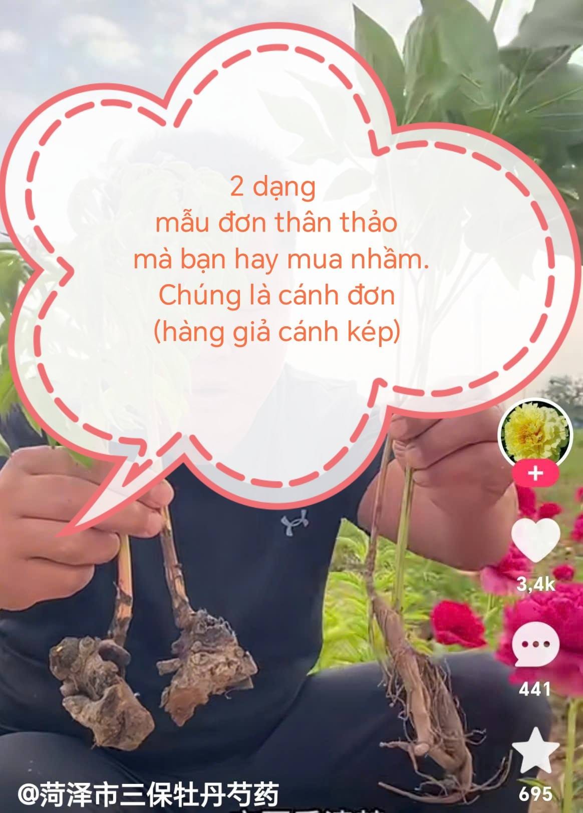 Củ mẫu đơn giả