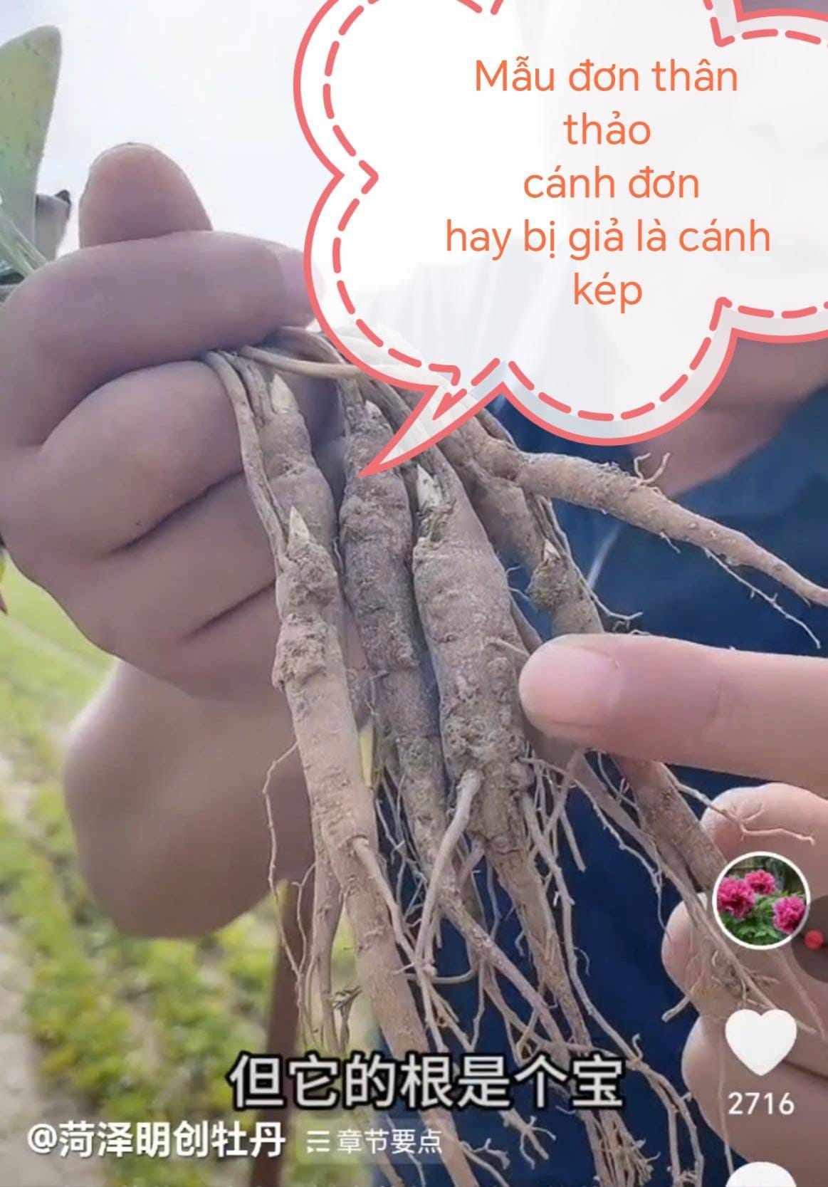 Mẫu đơn thật và mẫu đơn giả