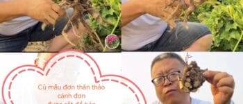 Cẩn thận mua nhầm mẫu đơn cánh đơn (thay vì cánh kép), bán mẫu đơn thân thảo Trung Quốc