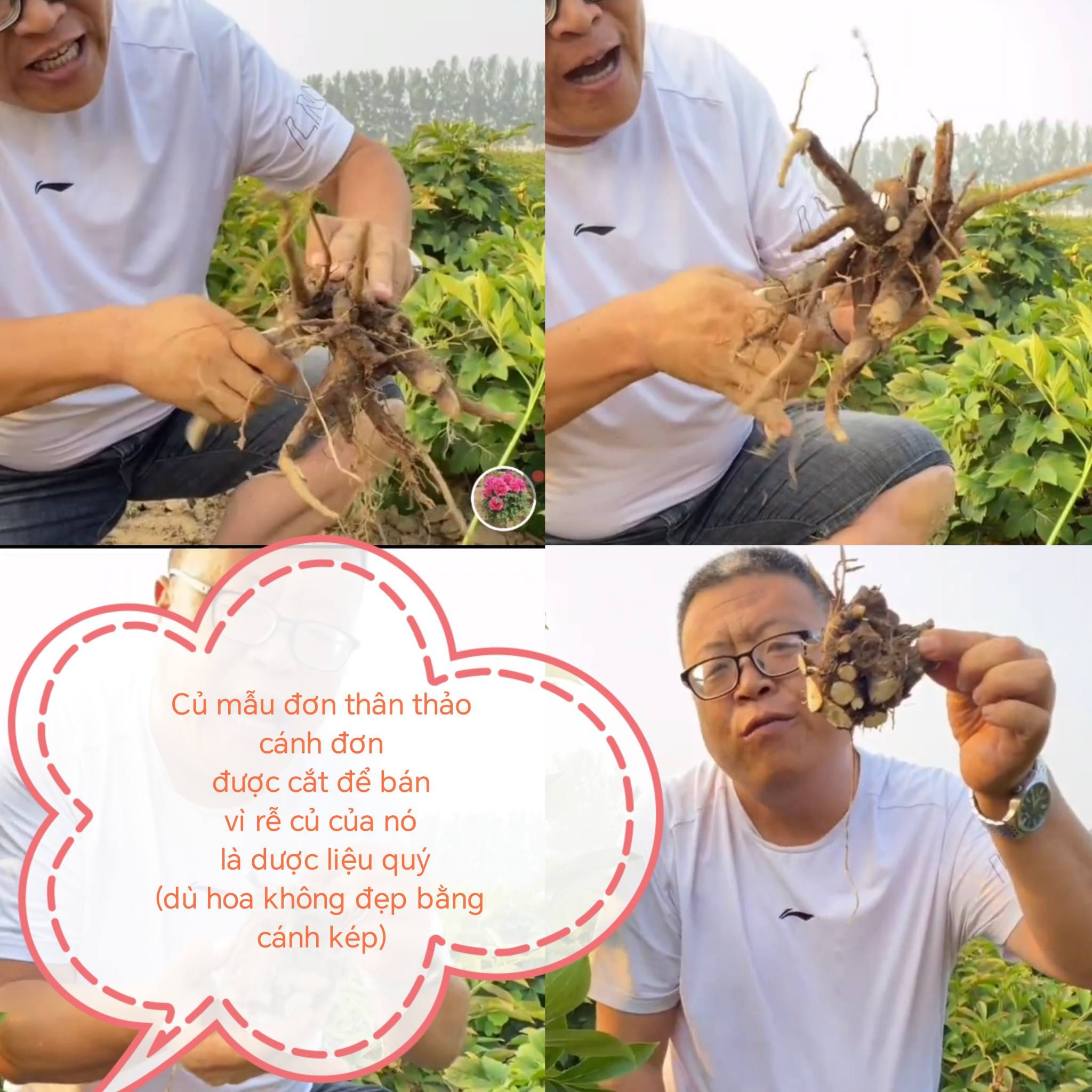 Mẫu đơn thật và mẫu đơn giả