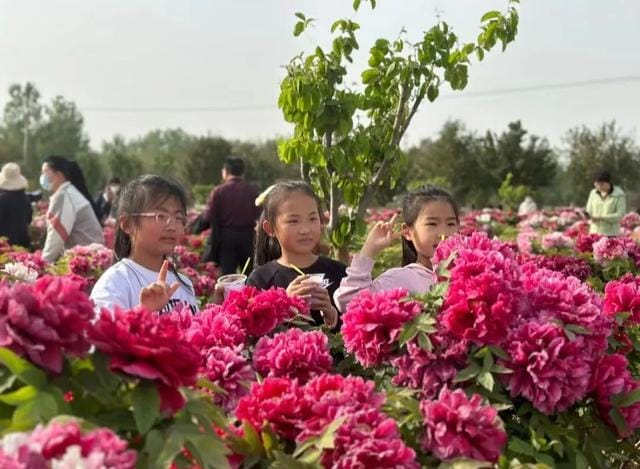 Cây mẫu đơn