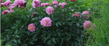 Thuần mẫu đơn, hay mẫu đơn thuần bạn?