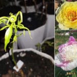 Mua cây mẫu đơn