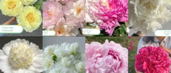 8 loại mẫu đơn thân thảo em đang bán