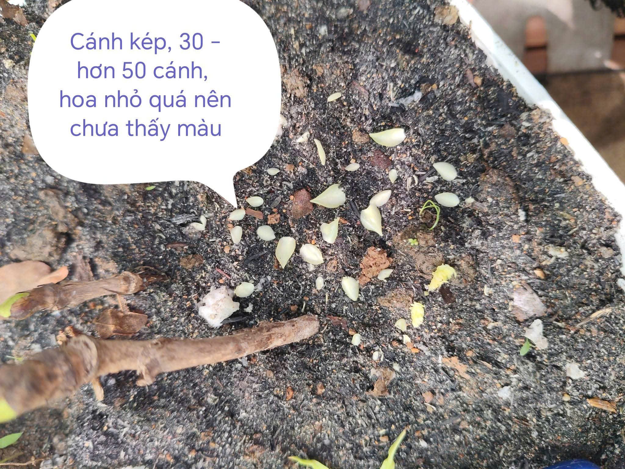 Mẫu đơn cánh kép