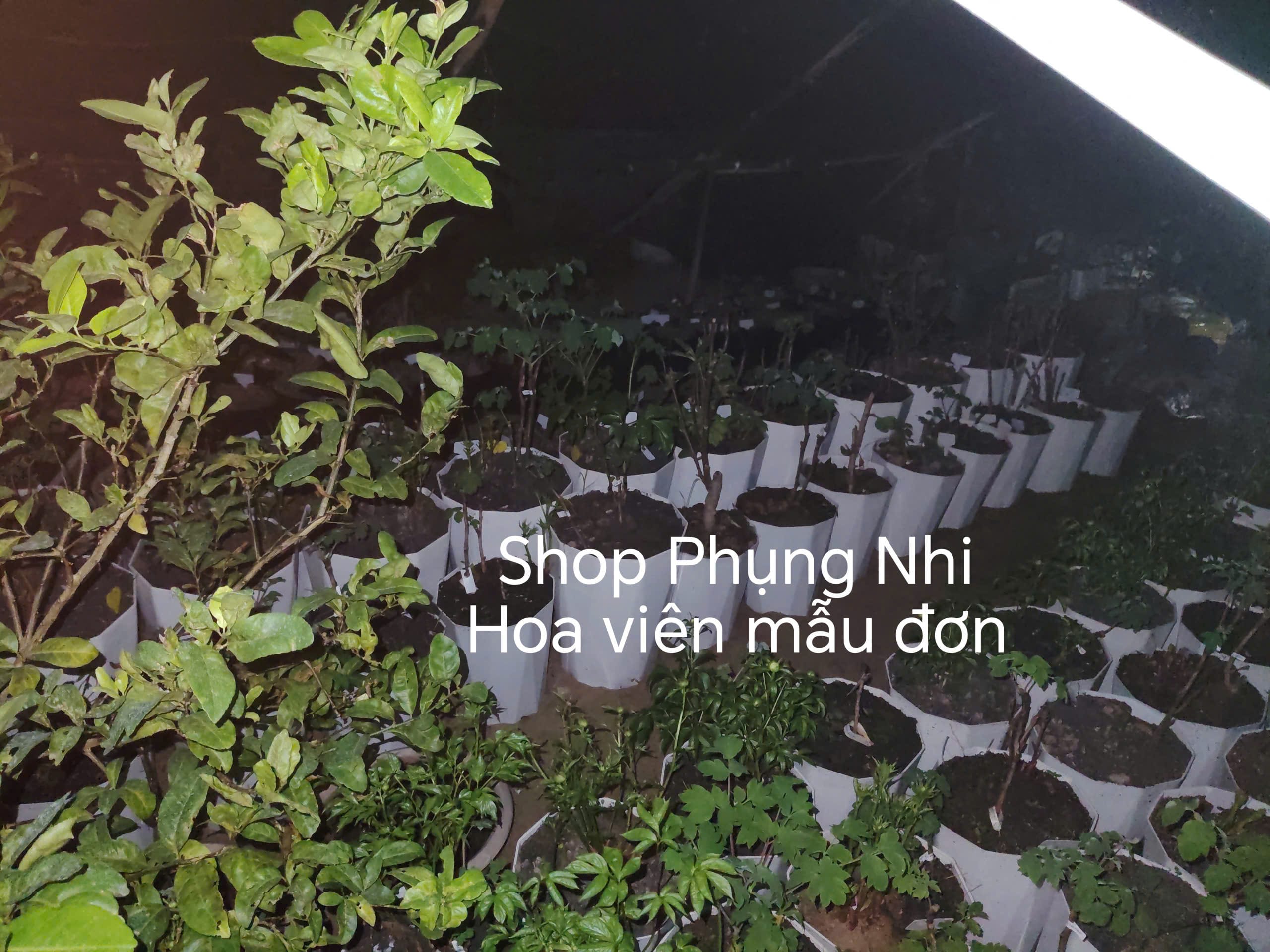 Vườn hoa của em mẫu đơn Trung Quốc