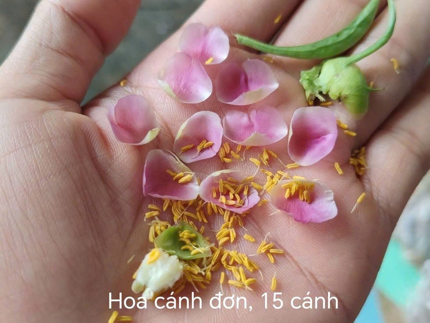 Mẫu đơn cánh đơn
