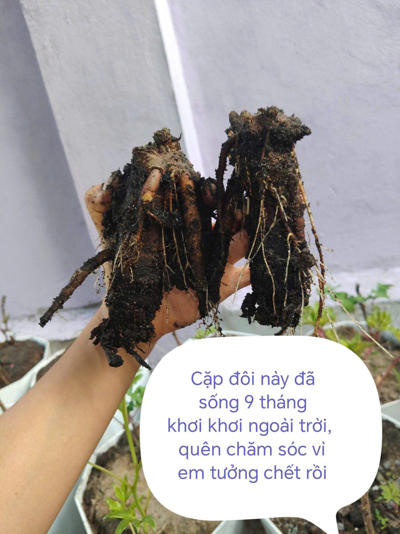 Củ mẫu đơn khỏe