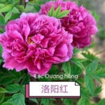 Hoa mẫu đơn Lạc Dương hồng