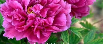 Hoa mẫu đơn Trung Quốc – hành trình mua cây gian nan và phức nghiệp