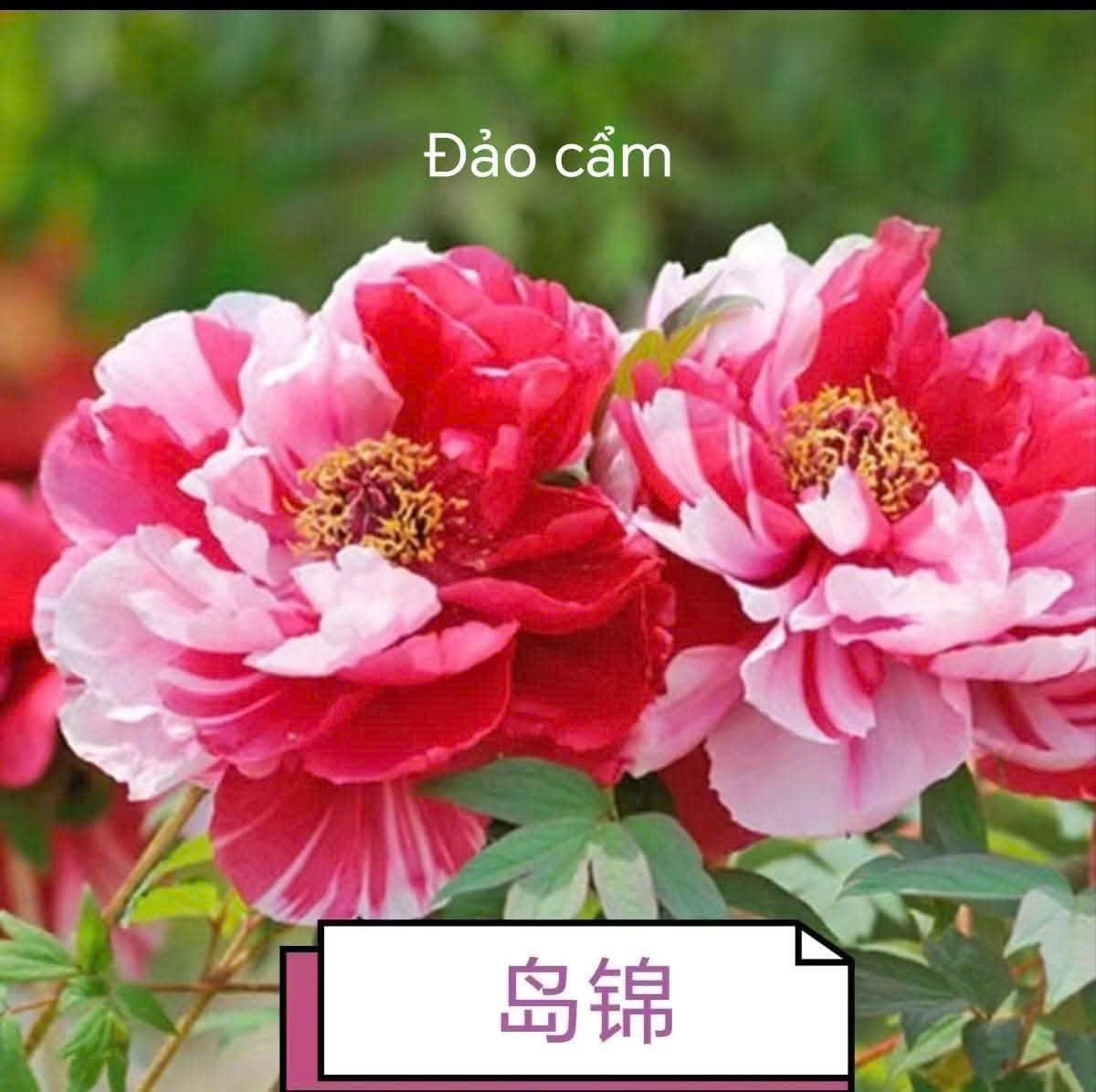 Hoa mẫu đơn Trung Quốc