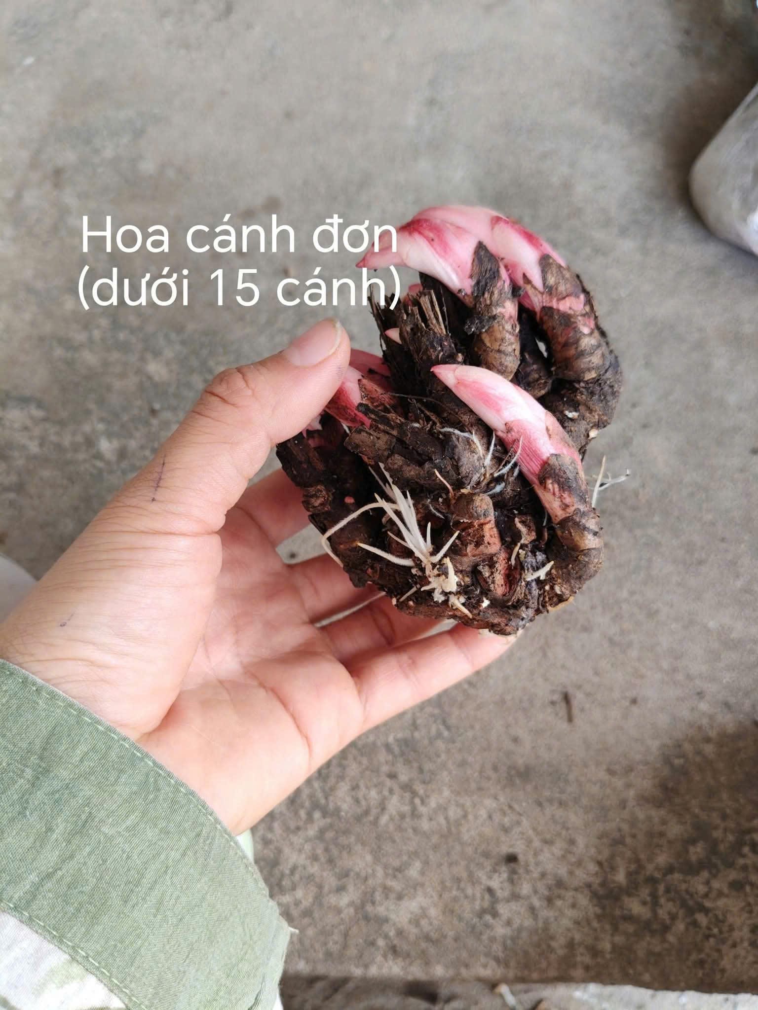 Củ mẫu đơn giả